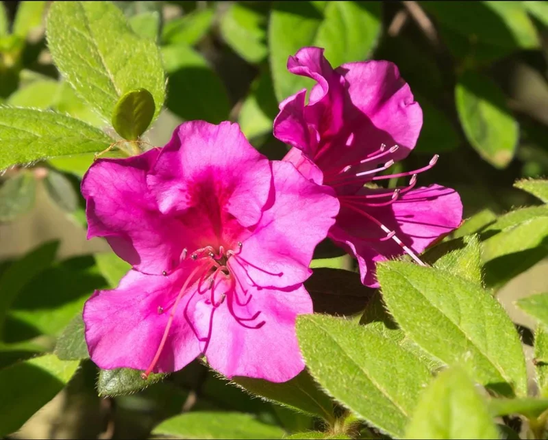 Purple Azalea Live Plant - Formosa Azalea Shrub, 6-8 Inch Tall, 3 Inch Pot - Image 4
