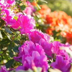 Purple Azalea Live Plant - Formosa Azalea Shrub, 6-8 Inch Tall, 3 Inch Pot - Image 5