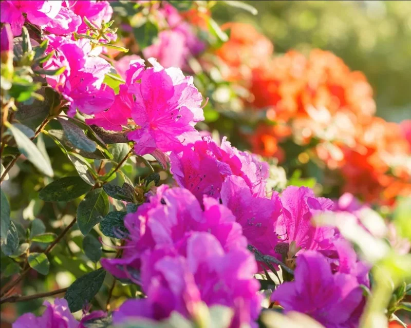 Purple Azalea Live Plant - Formosa Azalea Shrub, 6-8 Inch Tall, 3 Inch Pot - Image 5