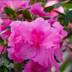 Purple Azalea Live Plant - Formosa Azalea Shrub, 6-8 Inch Tall, 3 Inch Pot - Image 6