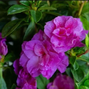 Purple Azalea Live Plant - Formosa Azalea Shrub, 6-8 Inch Tall, 3 Inch Pot - Image 7