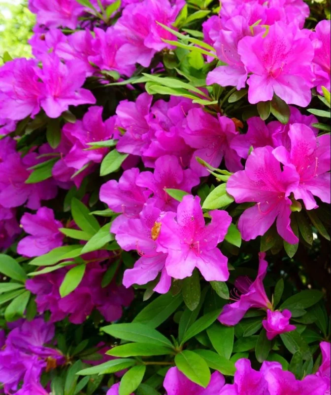 Purple Azalea Live Plant - Formosa Azalea Shrub, 6-8 Inch Tall, 3 Inch Pot - Image 8