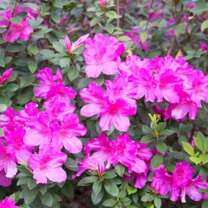 Purple Azalea Live Plant - Formosa Azalea Shrub, 6-8 Inch Tall, 3 Inch Pot - Image 9