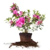 Purple Azalea Live Plant - Formosa Azalea Shrub, 6-8 Inch Tall, 3 Inch Pot - Image 1