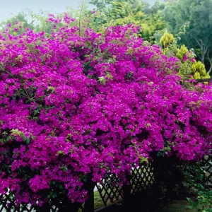 Purple Bougainvillea Live Starter Plant – 4 Inch Pot, Outdoor Flowering Vine - Image 10