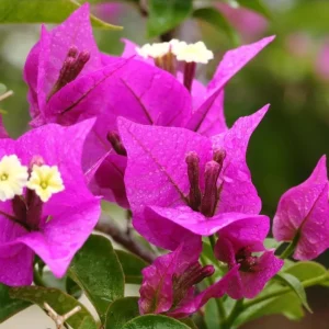 Purple Bougainvillea Live Starter Plant – 4 Inch Pot, Outdoor Flowering Vine - Image 2