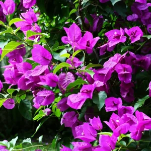 Purple Bougainvillea Live Starter Plant – 4 Inch Pot, Outdoor Flowering Vine - Image 3