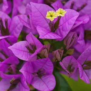 Purple Bougainvillea Live Starter Plant – 4 Inch Pot, Outdoor Flowering Vine - Image 4