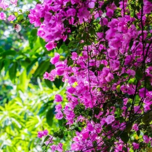 Purple Bougainvillea Live Starter Plant – 4 Inch Pot, Outdoor Flowering Vine - Image 6