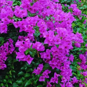 Purple Bougainvillea Live Starter Plant – 4 Inch Pot, Outdoor Flowering Vine - Image 7
