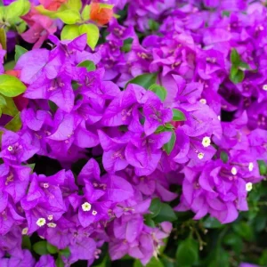 Purple Bougainvillea Live Starter Plant – 4 Inch Pot, Outdoor Flowering Vine - Image 8