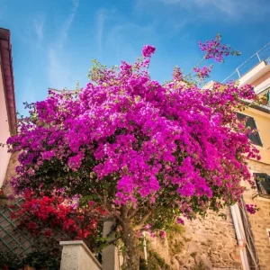Purple Bougainvillea Live Starter Plant – 4 Inch Pot, Outdoor Flowering Vine - Image 9