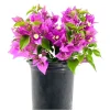 Purple Bougainvillea Live Starter Plant – 4 Inch Pot, Outdoor Flowering Vine - Image 1