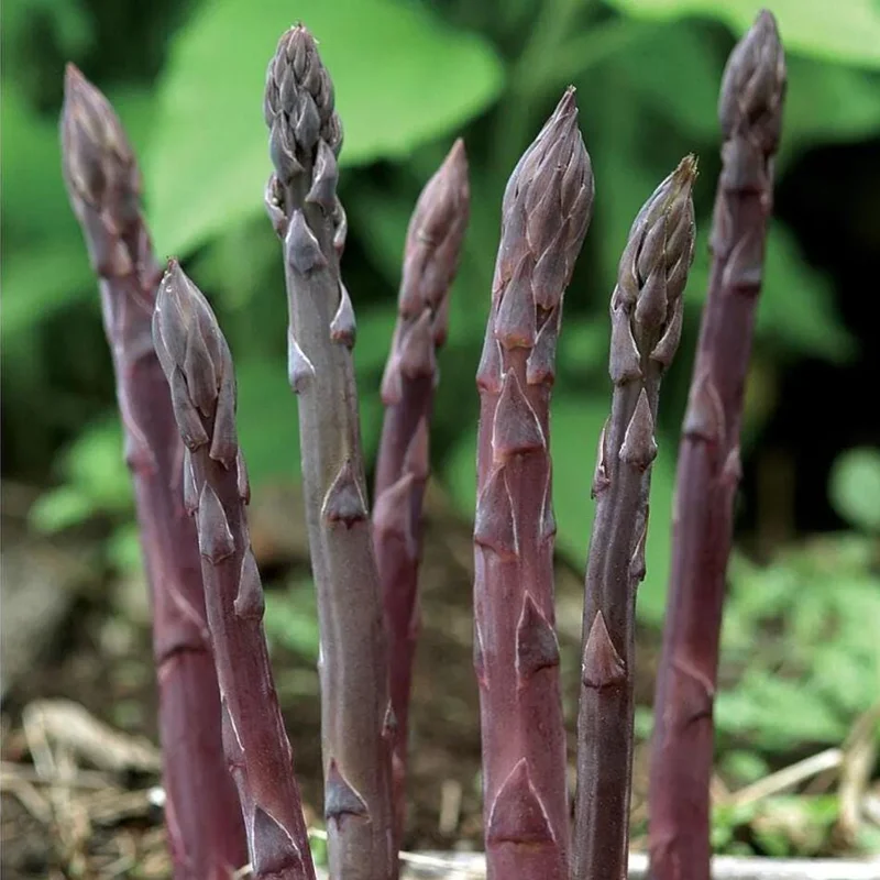 Purple Passion Asparagus Bare Roots – Pack of 5 for Planting – 4-8 Inch Tall - Image 2