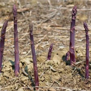 Purple Passion Asparagus Bare Roots – Pack of 5 for Planting – 4-8 Inch Tall - Image 3