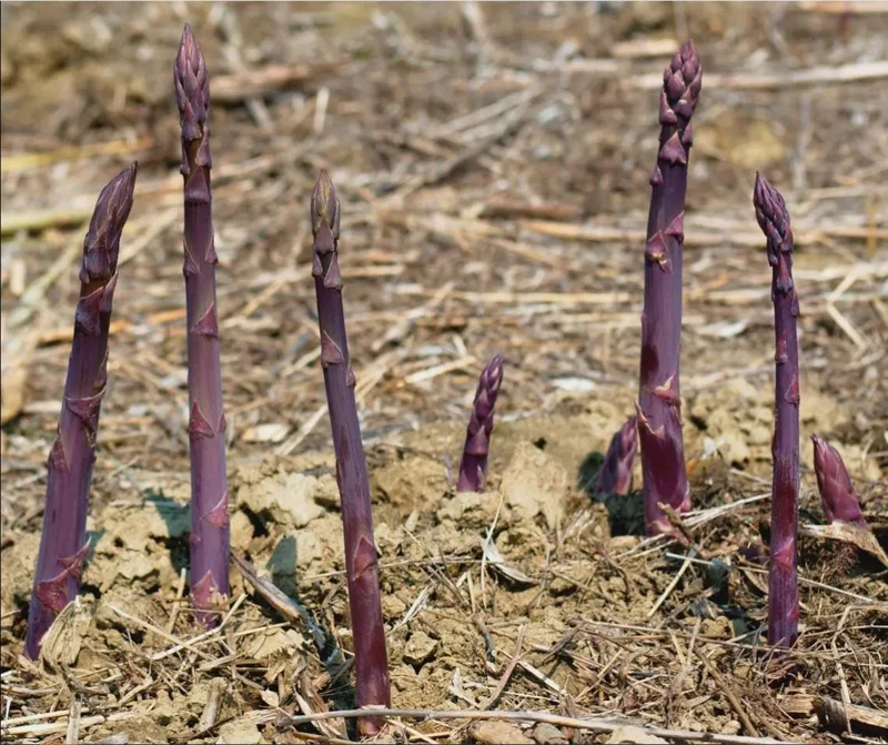 Purple Passion Asparagus Bare Roots – Pack of 5 for Planting – 4-8 Inch Tall - Image 3