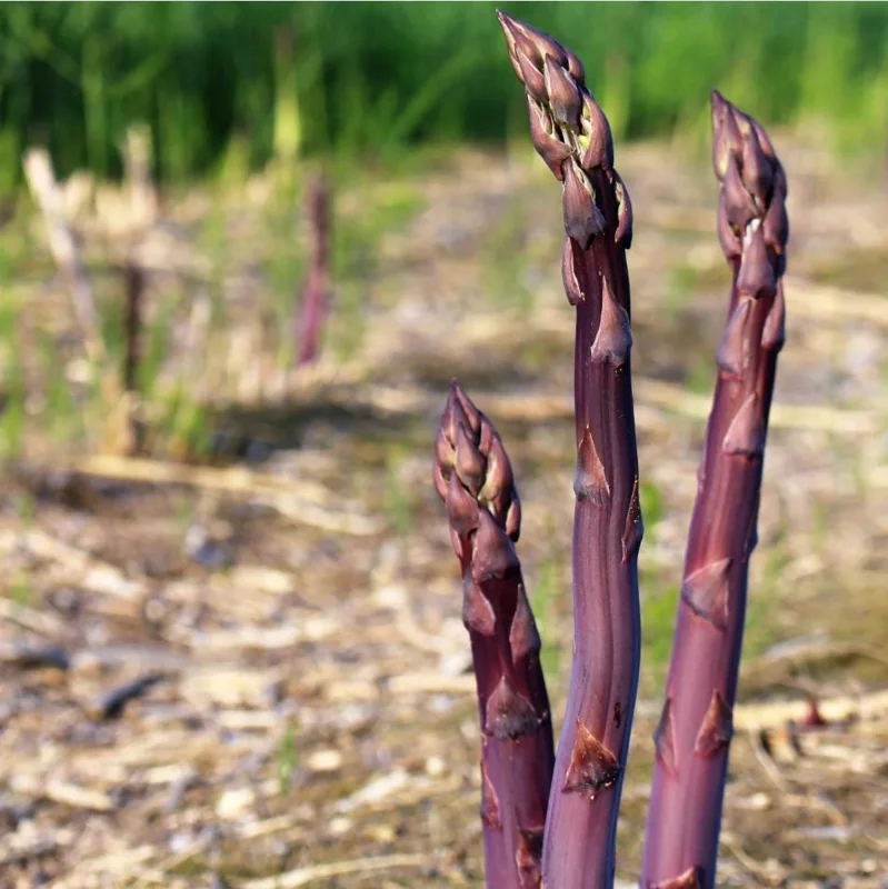 Purple Passion Asparagus Bare Roots – Pack of 5 for Planting – 4-8 Inch Tall - Image 5