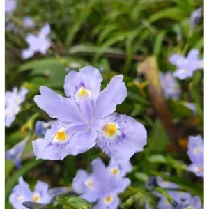 Purple Walking Iris Live Plant - Heirloom Neomarica gracilis Rhizome Starter, 1-3