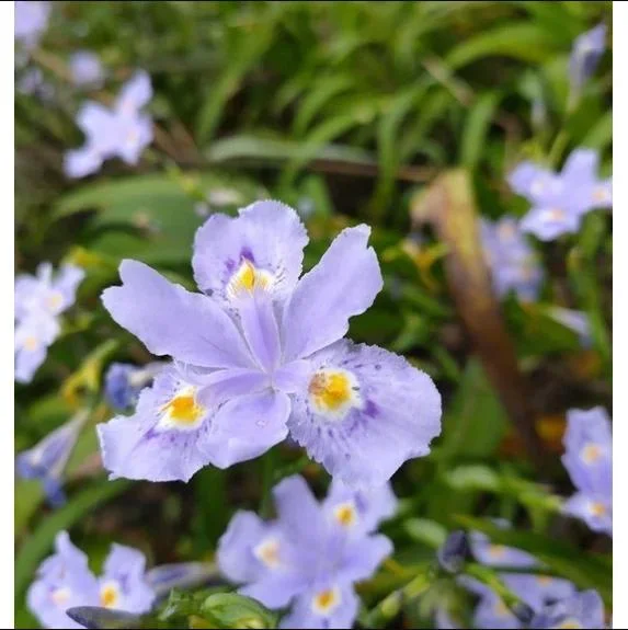 Purple Walking Iris Live Plant - Heirloom Neomarica gracilis Rhizome Starter, 1-3" Tall, Indoor/Outdoor Perennial - Image 2