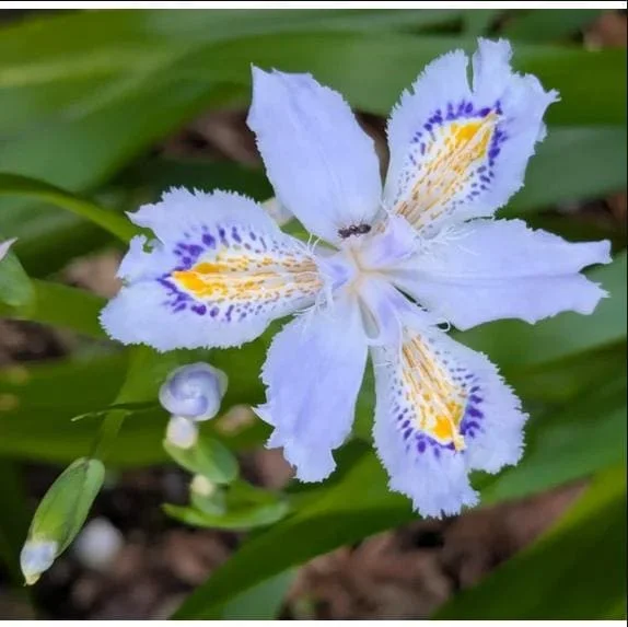 Purple Walking Iris Live Plant - Heirloom Neomarica gracilis Rhizome Starter, 1-3" Tall, Indoor/Outdoor Perennial - Image 3