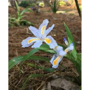 Purple Walking Iris Live Plant - Heirloom Neomarica gracilis Rhizome Starter, 1-3