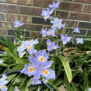 Purple Walking Iris Live Plant - Heirloom Neomarica gracilis Rhizome Starter, 1-3