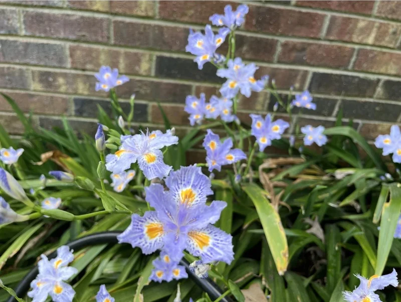 Purple Walking Iris Live Plant - Heirloom Neomarica gracilis Rhizome Starter, 1-3" Tall, Indoor/Outdoor Perennial - Image 7