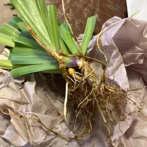 Purple Walking Iris Live Plant - Heirloom Neomarica gracilis Rhizome Starter, 1-3