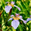 Purple Walking Iris Live Plant - Heirloom Neomarica gracilis Rhizome Starter, 1-3" Tall, Indoor/Outdoor Perennial - Image 1