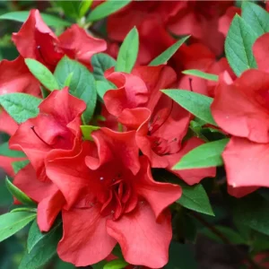 Red Azalea Live Starter Plant - 6-8 Inch Tall, 3 Inch Pot, Outdoor Shrub - Image 2