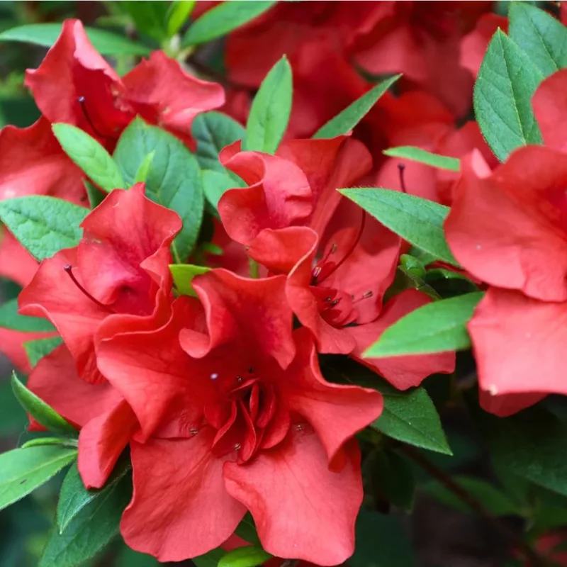 Red Azalea Live Starter Plant - 6-8 Inch Tall, 3 Inch Pot, Outdoor Shrub - Image 2