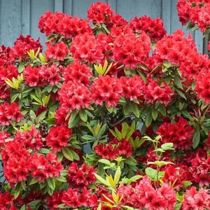 Red Azalea Live Starter Plant - 6-8 Inch Tall, 3 Inch Pot, Outdoor Shrub - Image 3