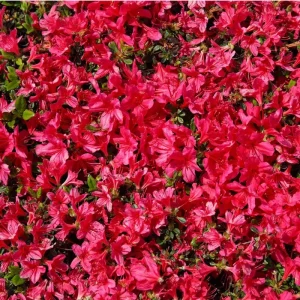 Red Azalea Live Starter Plant - 6-8 Inch Tall, 3 Inch Pot, Outdoor Shrub - Image 5