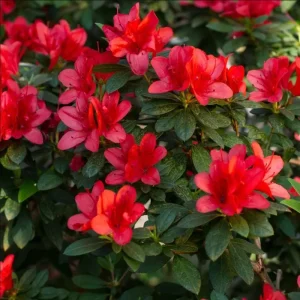 Red Azalea Live Starter Plant - 6-8 Inch Tall, 3 Inch Pot, Outdoor Shrub - Image 7