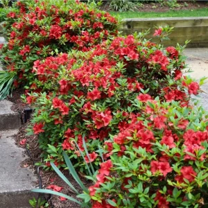 Red Azalea Live Starter Plant - 6-8 Inch Tall, 3 Inch Pot, Outdoor Shrub - Image 8