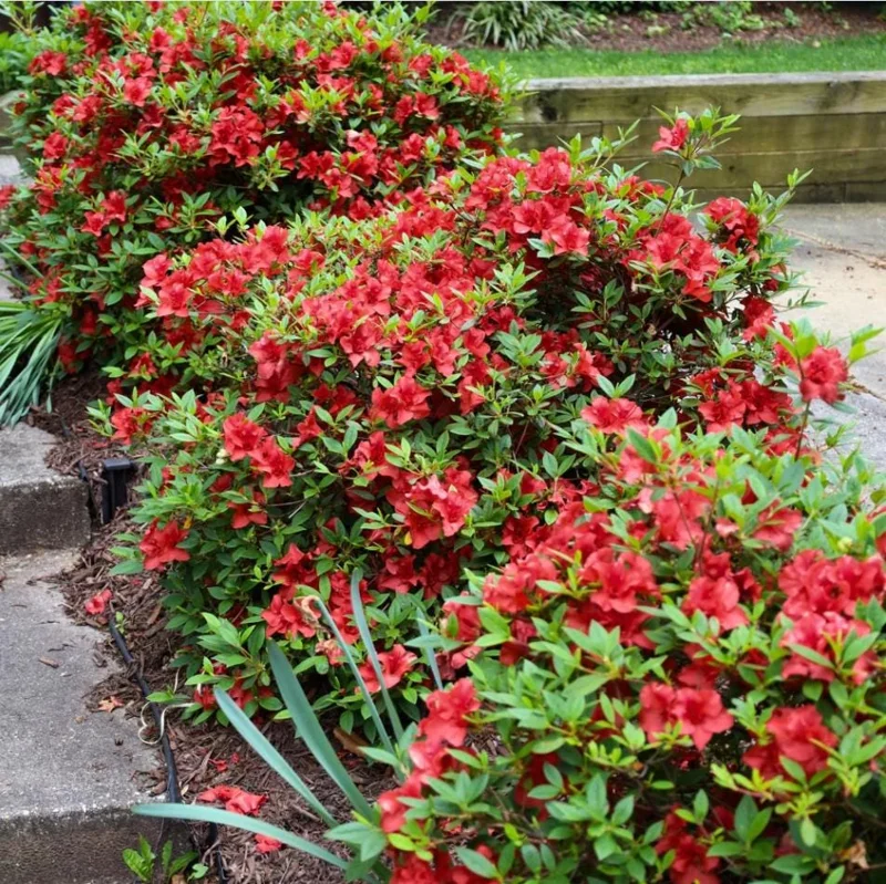 Red Azalea Live Starter Plant - 6-8 Inch Tall, 3 Inch Pot, Outdoor Shrub - Image 8