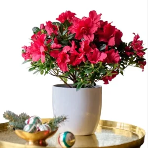 Red Azalea Live Starter Plant - 6-8 Inch Tall, 3 Inch Pot, Outdoor Shrub - Image 1