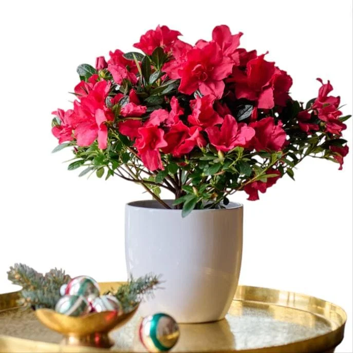 Red Azalea Live Starter Plant - 6-8 Inch Tall, 3 Inch Pot, Outdoor Shrub - Image 1