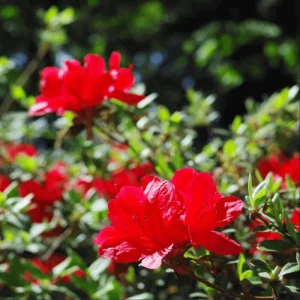 Red Azalea Live Starter Plant - 6-8 Inch Tall, 3 Inch Pot, Outdoor Shrub - Image 9
