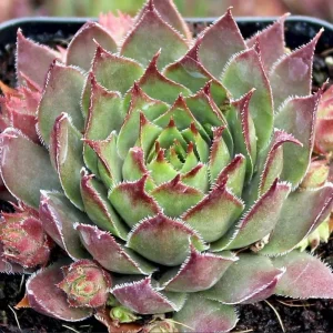 Red Beauty Hen & Chicks Sempervivum Live Plant – Hardy Succulent Plug 1-3 Inch - Image 2