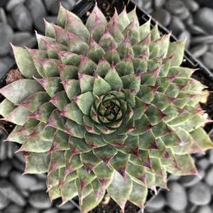 Red Beauty Hen & Chicks Sempervivum Live Plant – Hardy Succulent Plug 1-3 Inch - Image 3
