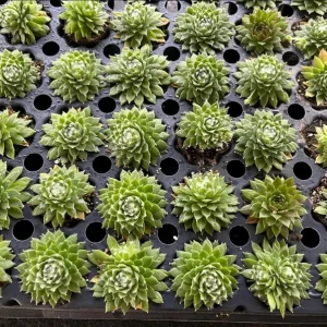 Red Beauty Hen & Chicks Sempervivum Live Plant – Hardy Succulent Plug 1-3 Inch - Image 4