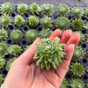 Red Beauty Hen & Chicks Sempervivum Live Plant – Hardy Succulent Plug 1-3 Inch - Image 5