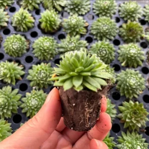 Red Beauty Hen & Chicks Sempervivum Live Plant – Hardy Succulent Plug 1-3 Inch - Image 6