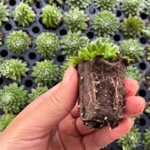 Red Beauty Hen & Chicks Sempervivum Live Plant – Hardy Succulent Plug 1-3 Inch - Image 7