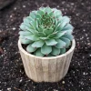 Red Beauty Hen & Chicks Sempervivum Live Plant – Hardy Succulent Plug 1-3 Inch - Image 1