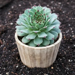 Red Beauty Hen & Chicks Sempervivum Live Plant – Hardy Succulent Plug 1-3 Inch - Image 1