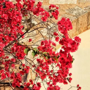 Red Bougainvillea Live Starter Plant – Outdoor Flowering Vine – 4 Inch Pot - Image 4