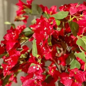 Red Bougainvillea Live Starter Plant – Outdoor Flowering Vine – 4 Inch Pot - Image 5