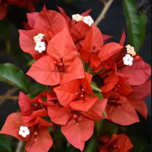 Red Bougainvillea Live Starter Plant – Outdoor Flowering Vine – 4 Inch Pot - Image 6